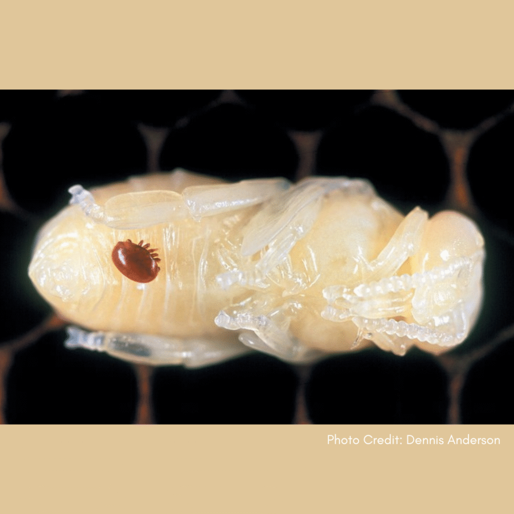 Free in 2025: Test Your Varroa for Resistance Mutations