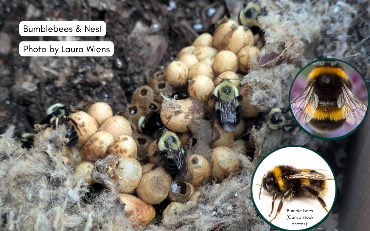 Bumble Bee Nest