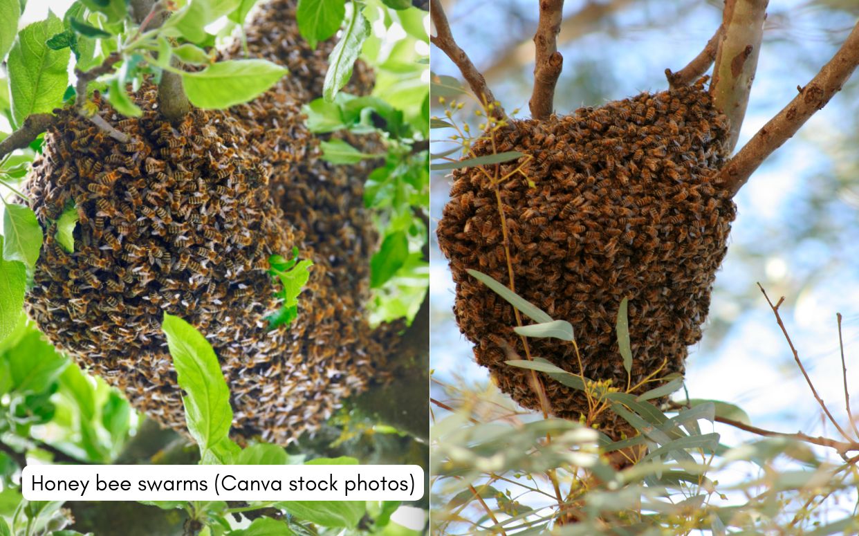 Honey Bee Swarm
