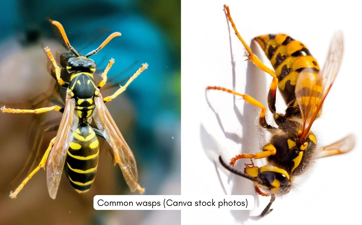 Not Honey Bees