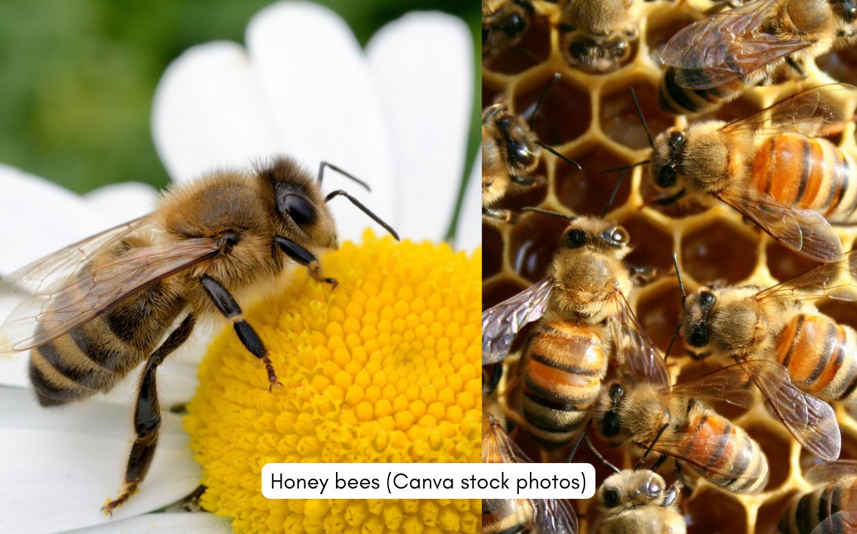 Honey Bee