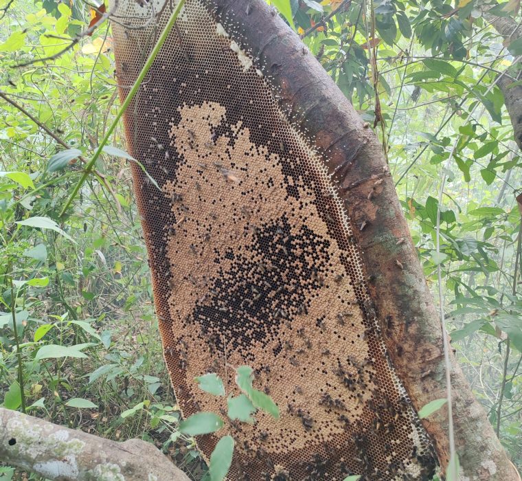 Apis dorsata brood comb – Thailand Apis dorsata brood comb - Thailand