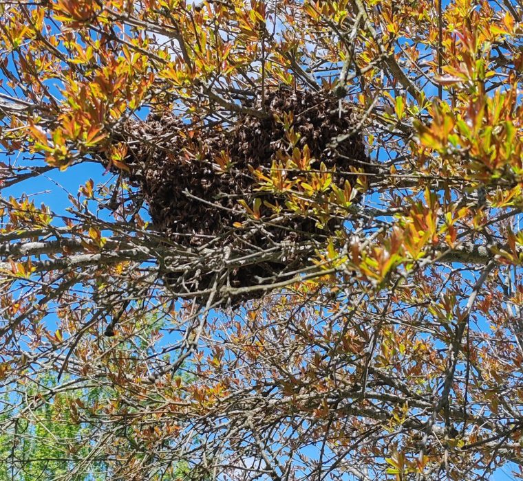 Swarm Swarm